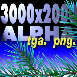Branch of pine-tree. BLUE