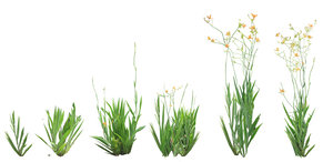 Iris domestica png