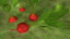 radish plant 3d model