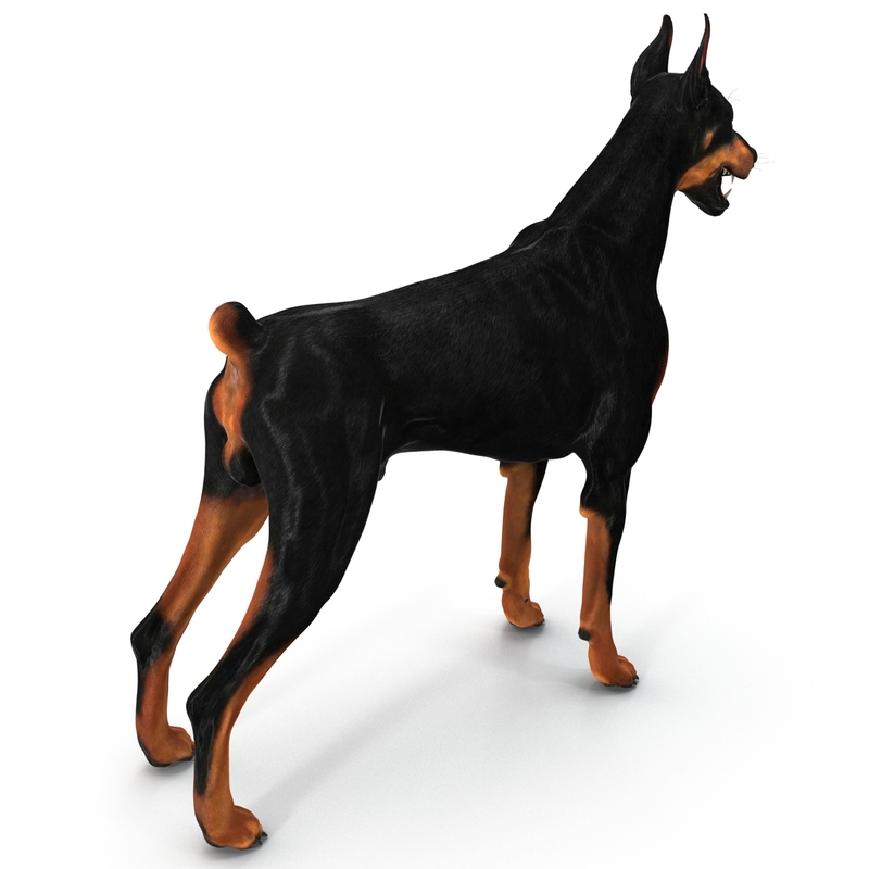 doberman dog 3d 3ds
