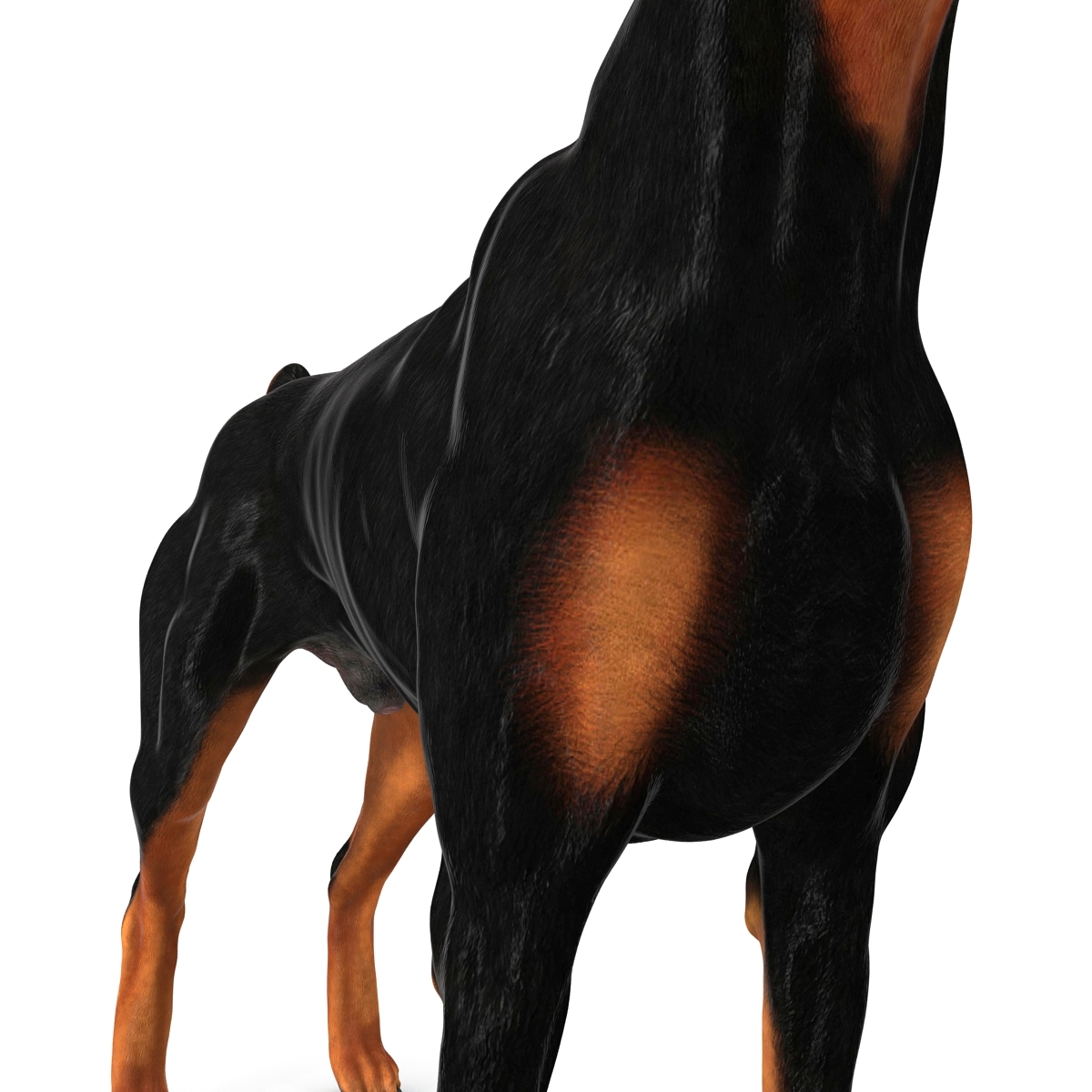 doberman dog 3d 3ds