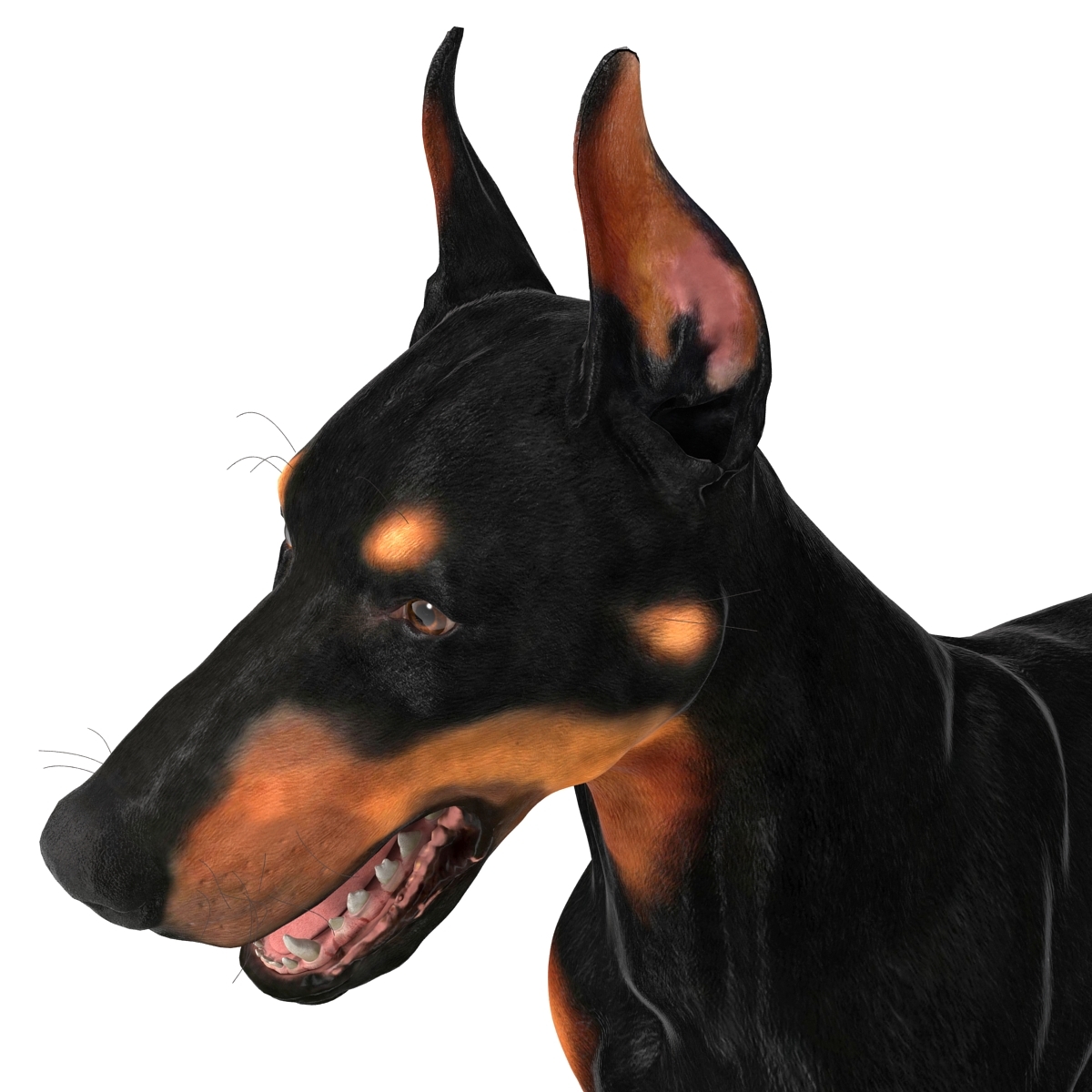 doberman dog 3d 3ds