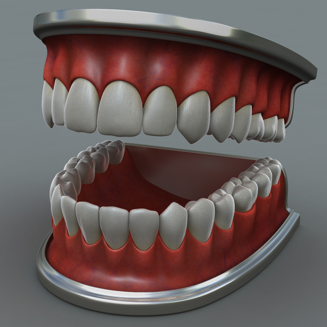 3D модель Человеческая челюсть - TurboSquid 857862