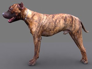 pitbull dog 3d max