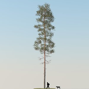 3ds max realistic pine tree