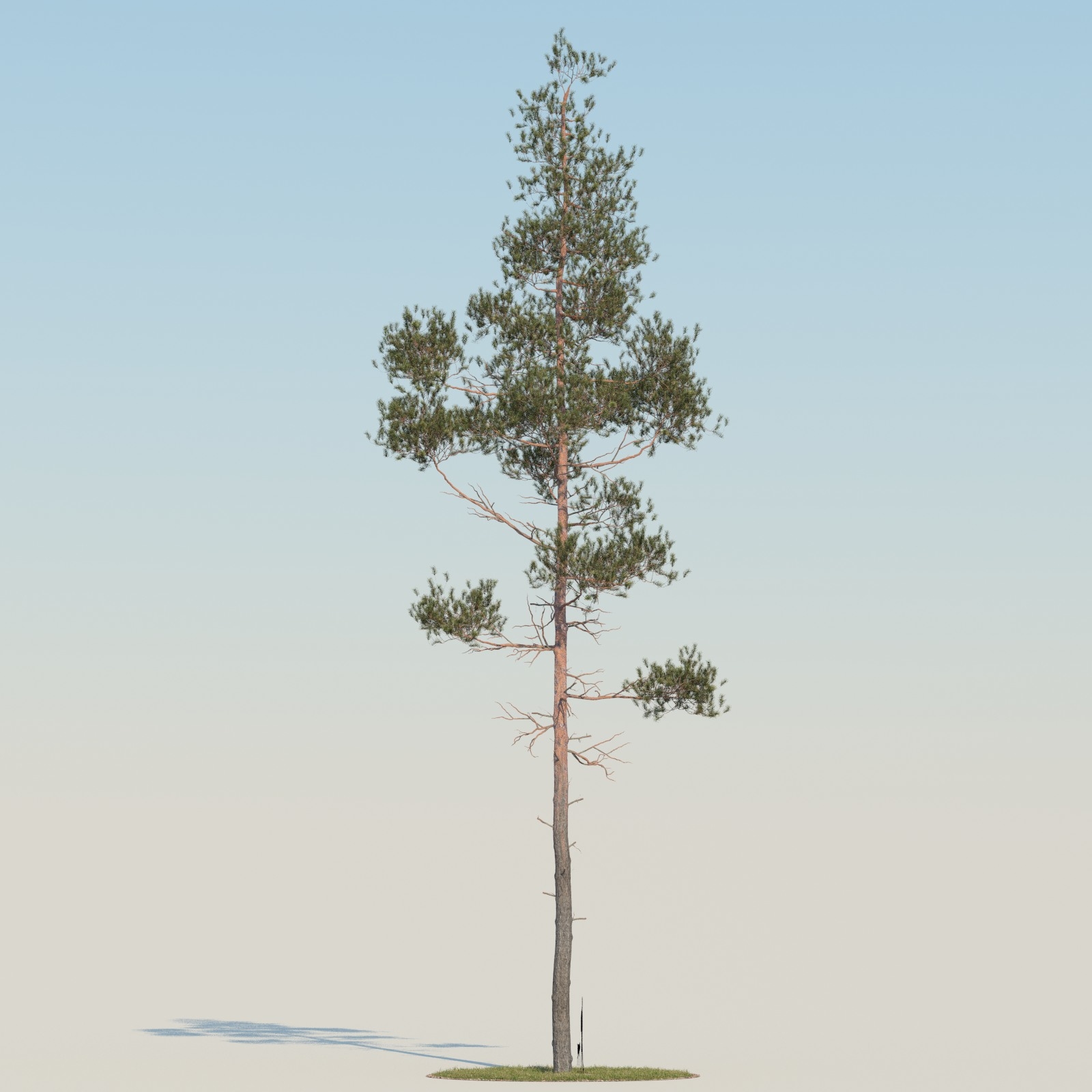 realistic pine tree 3d obj
