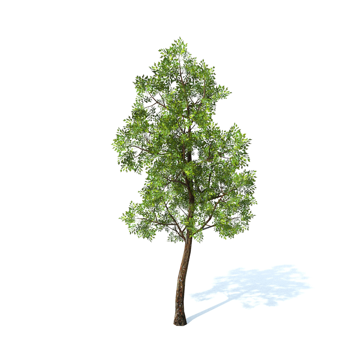 Generic Tree 3d Obj