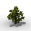 oak-tree lod level 3d model