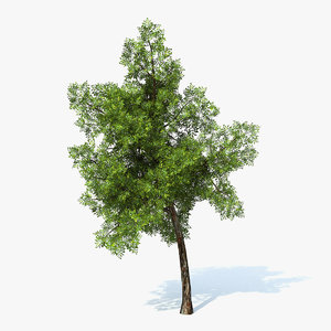 generic tree 3d model