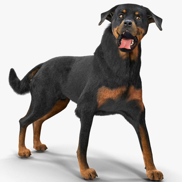 rottweiler coat