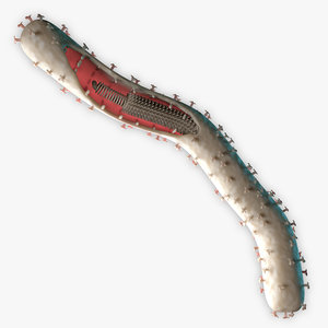 3d model ebola virus structure