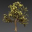 maple tree 3d model