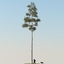 realistic pine tree max