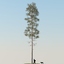 realistic pine tree max