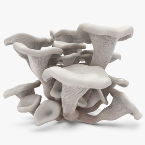 oyster mushroom white 3d model
