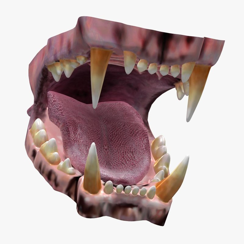 max lion mouth