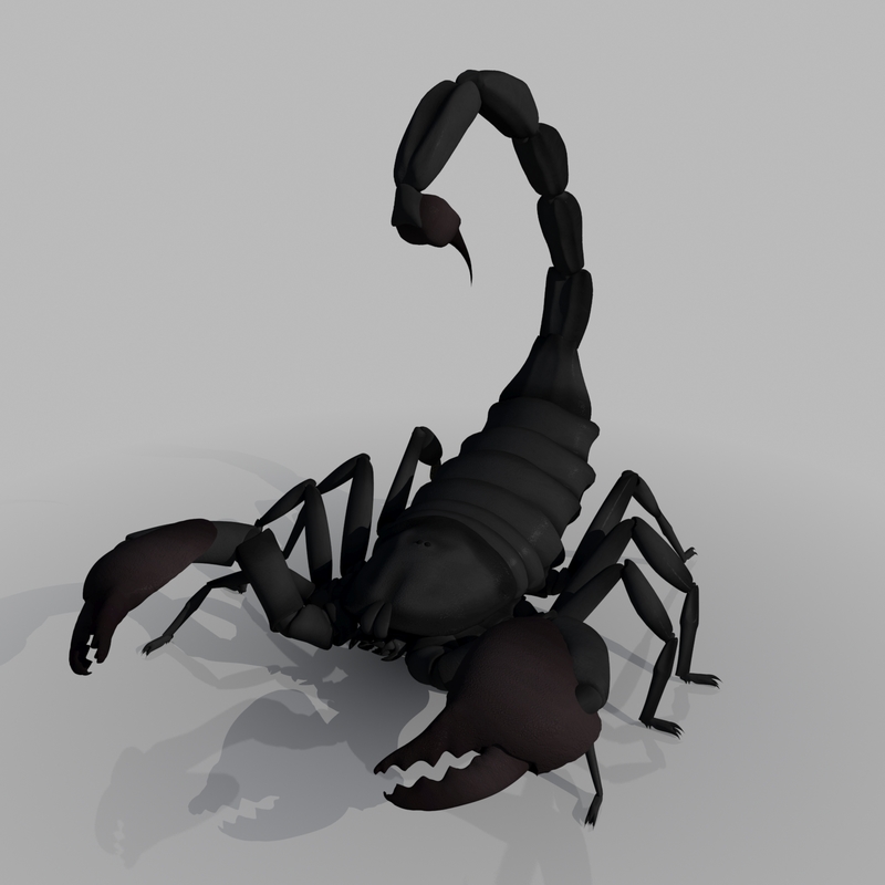 scorpion 3d model