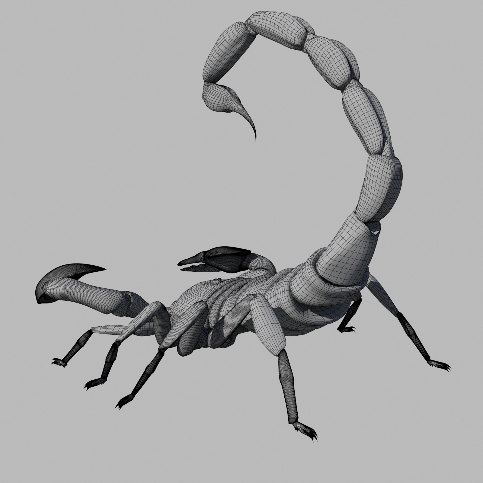 Scorpion 3d Model 7988