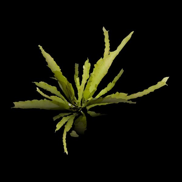 3D Algae Models | TurboSquid