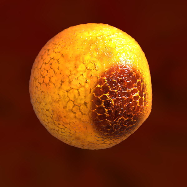 fat cell shape