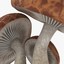 3d shiitake mushrooms