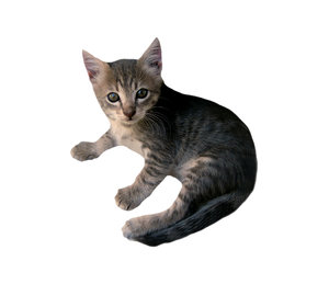 cat 3