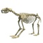 max bear skeleton animal