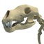 max bear skeleton animal