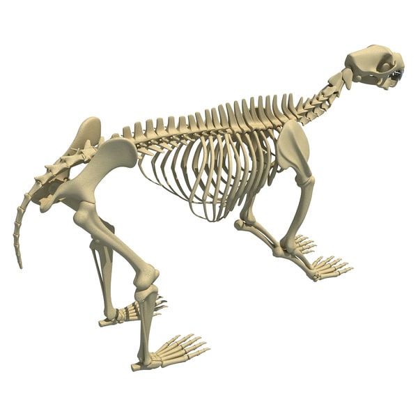 max bear skeleton animal