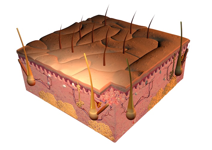 3d skin cells close-up