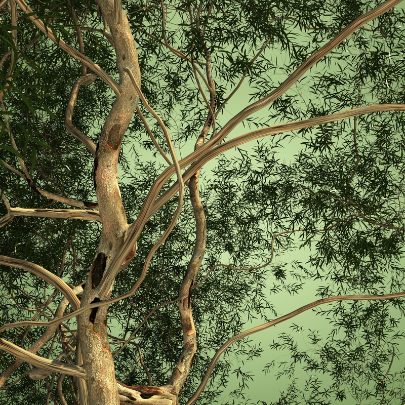 eucalyptus tree hq max