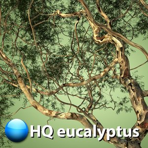 eucalyptus tree hq max