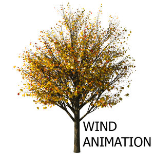 3d model of autumn acer tree animation