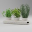 spice plants basil dill 3d model