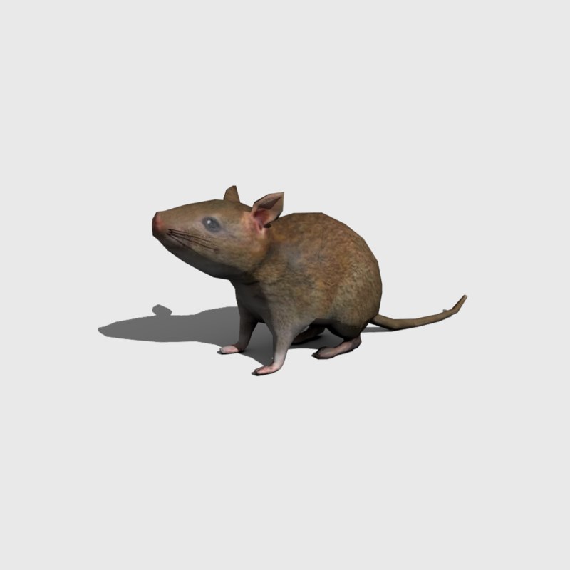 3d obj rat