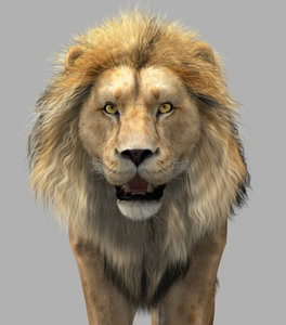 3d lion cat model