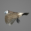 double-barred finch - owl 3d model