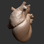 maya accurate printable human heart