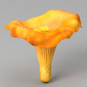 max chanterelle mushroom