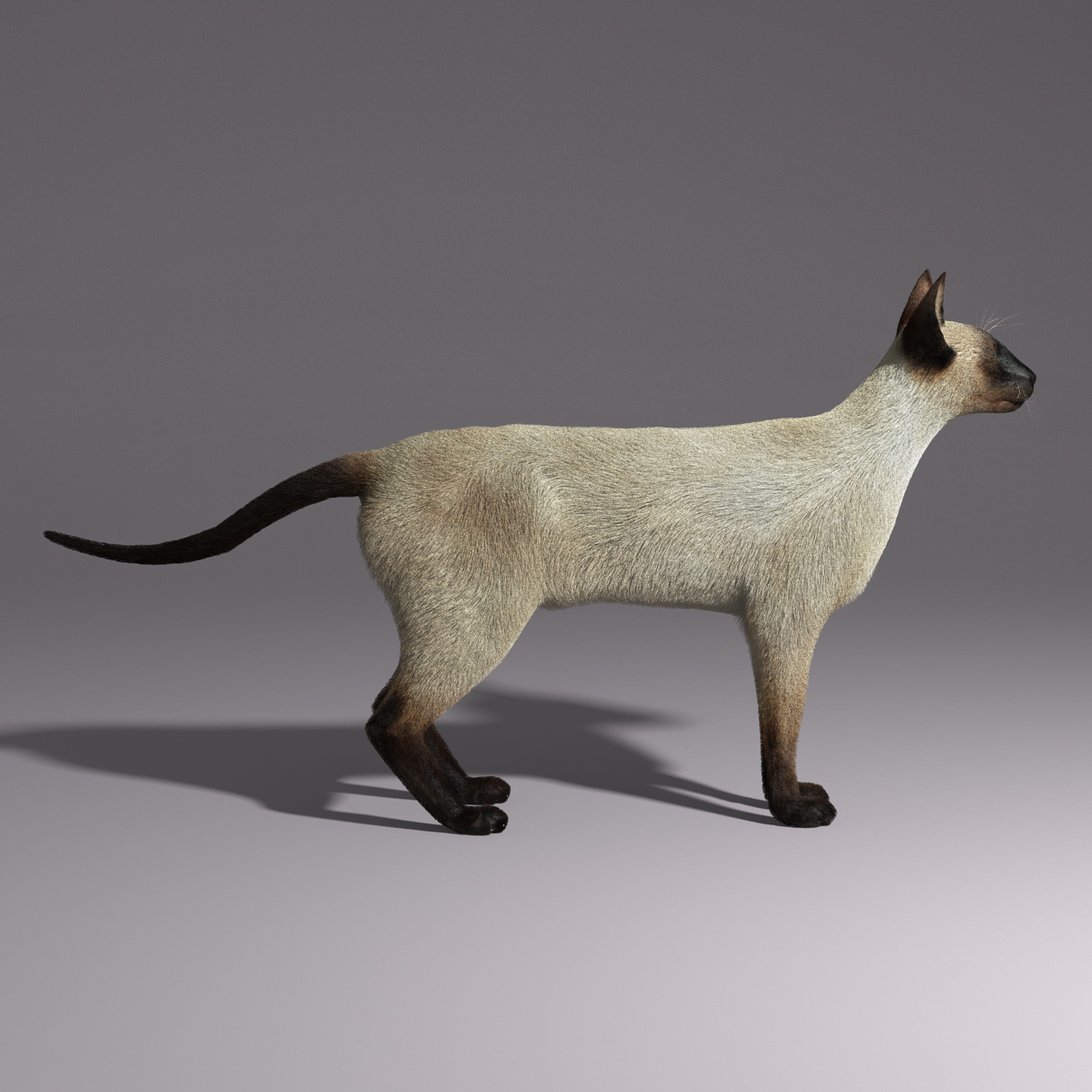 暹罗猫(fur)3d模型