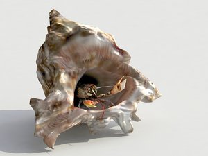 3d seashell crawfish