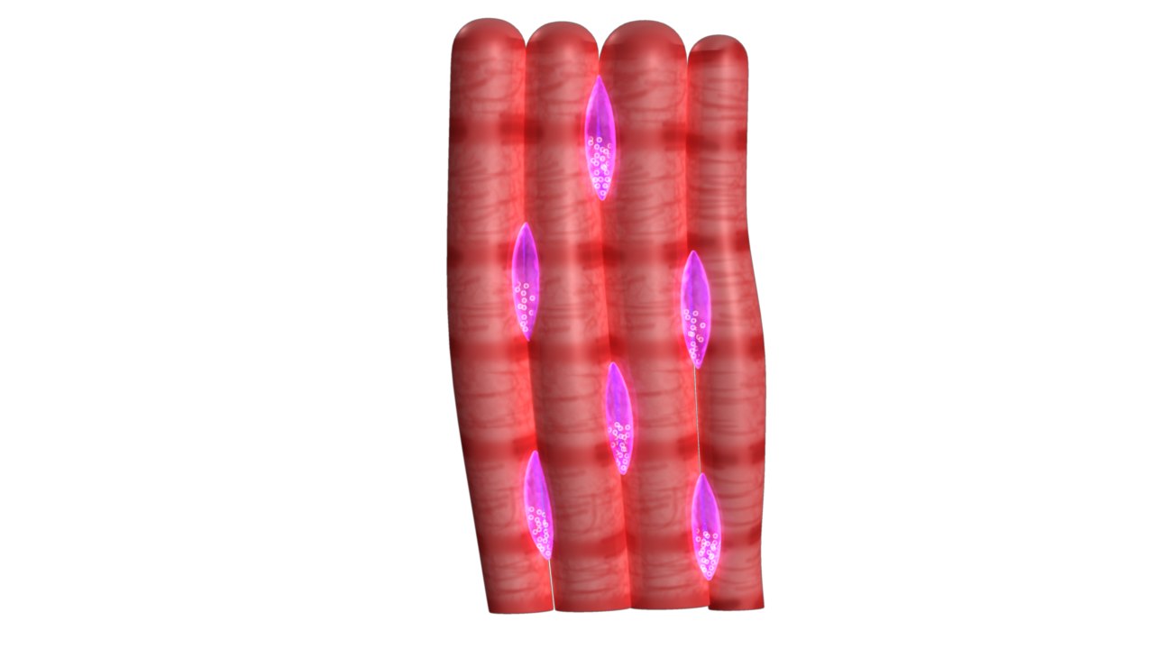 muscle tissue 3d model