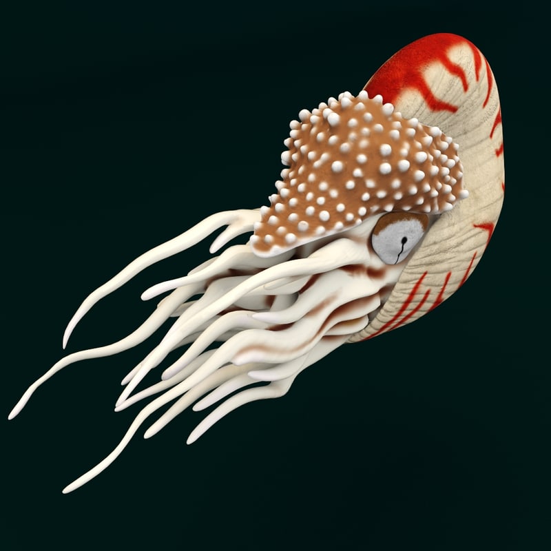 water ocean nautilus 3d model