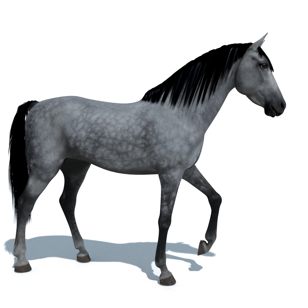 Blender Horse Animations Colour 3d 3ds