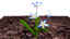 squill plants flowering 3d model