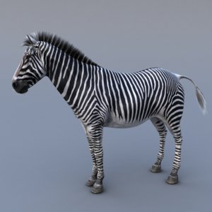 zebra body tongue 3d model