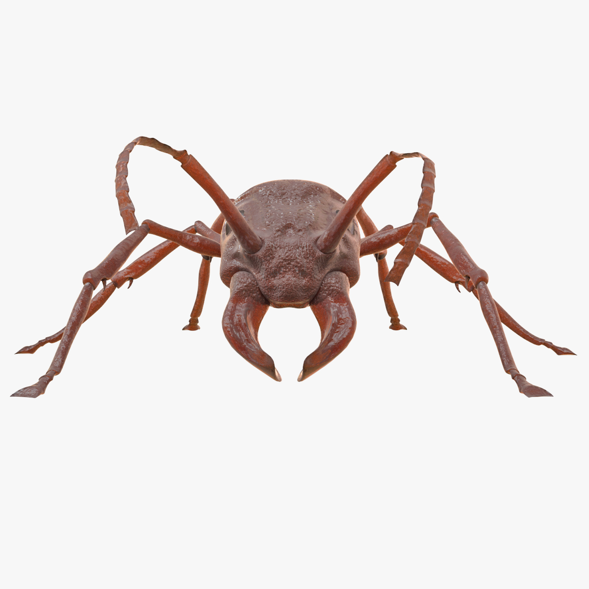 bullet ant rigged3d模型