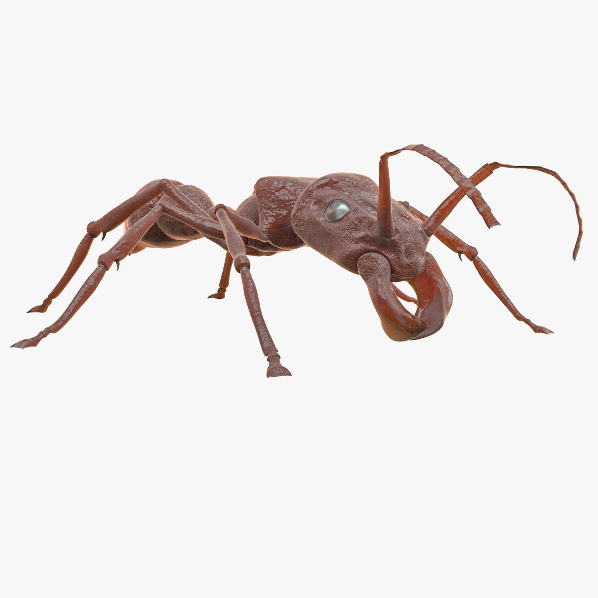 bullet ant rigged3d模型