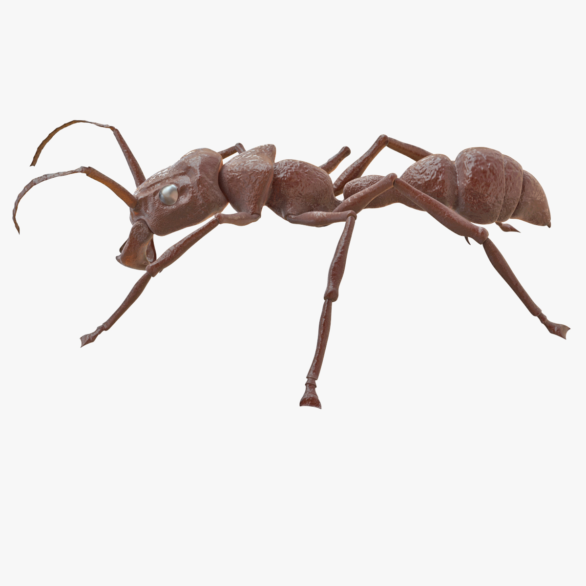 3d model bullet ant rigged