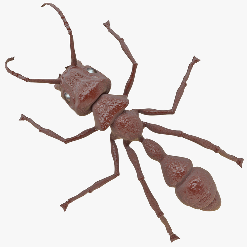 3d model bullet ant rigged